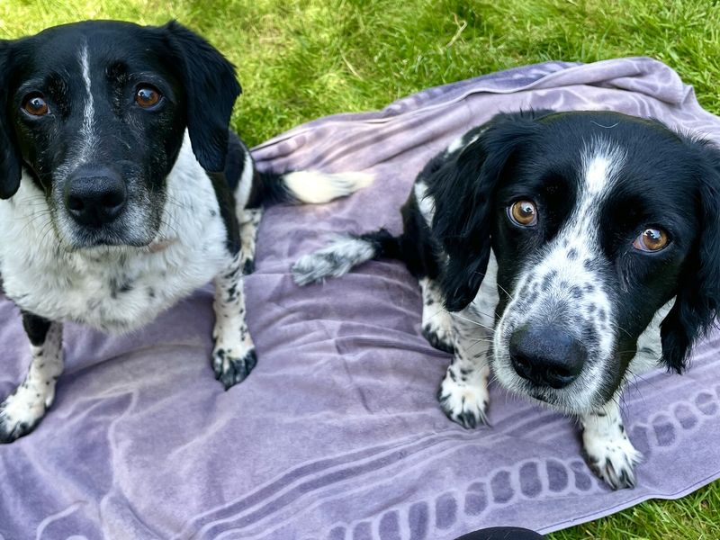 Springer Spaniel Dogs And Puppies For Adoption