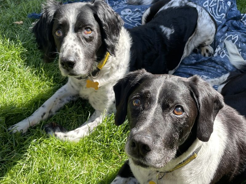 Bertie & Nickey - Image 4 of 4