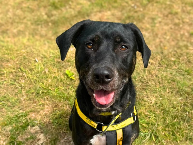 Asia | Retriever (Labrador) Cross | Shoreham (Sussex) - 6