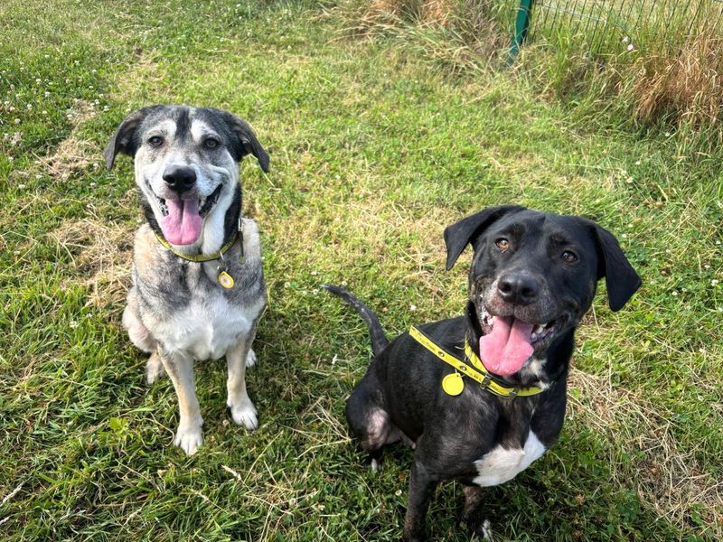 Asia | Retriever (Labrador) Cross | Shoreham (Sussex) - 5