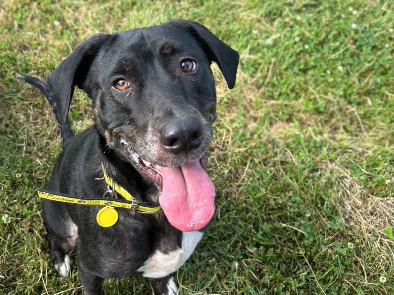 Asia | Retriever (Labrador) Cross | Shoreham (Sussex) - 2