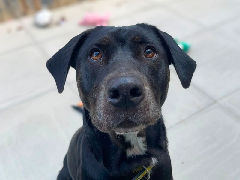 Asia | Retriever (Labrador) Cross | Shoreham (Sussex) - 1