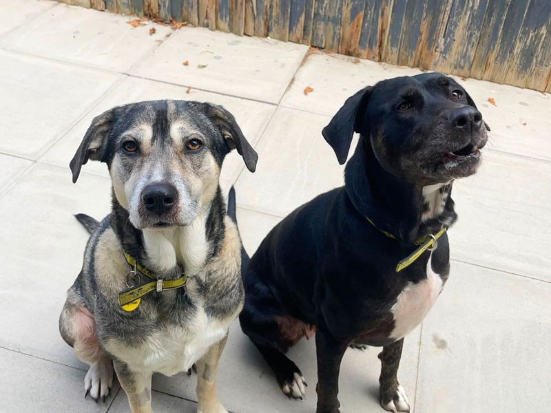 Asia | Retriever (Labrador) Cross | Shoreham (Sussex) - 3