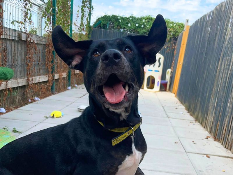 Asia | Retriever (Labrador) Cross | Shoreham (Sussex) - 4