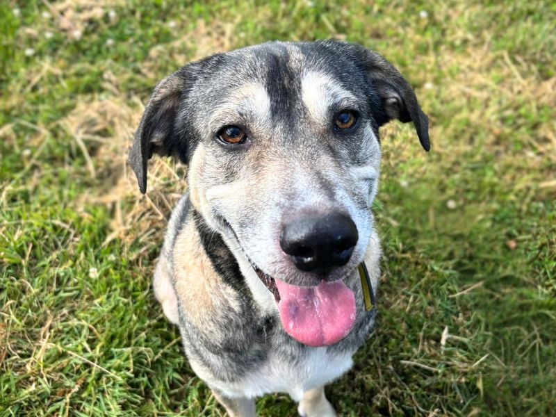 Fern | Anatolian Shepherd Dog Cross | Shoreham (Sussex) - 2