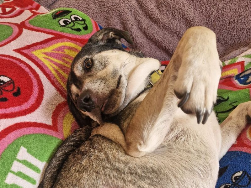 Fern | Anatolian Shepherd Dog Cross | Shoreham (Sussex) - 1