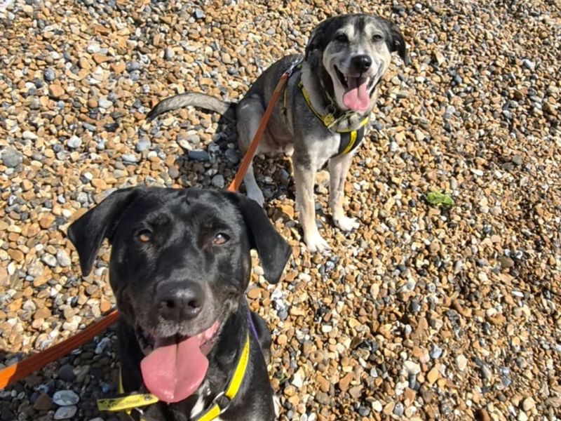 Fern | Anatolian Shepherd Dog Cross | Shoreham (Sussex) - 7