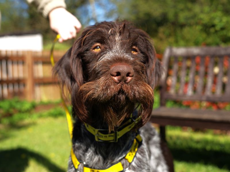 Henry | Pointer (German Wirehaired) | Newbury (Berkshire) - 1