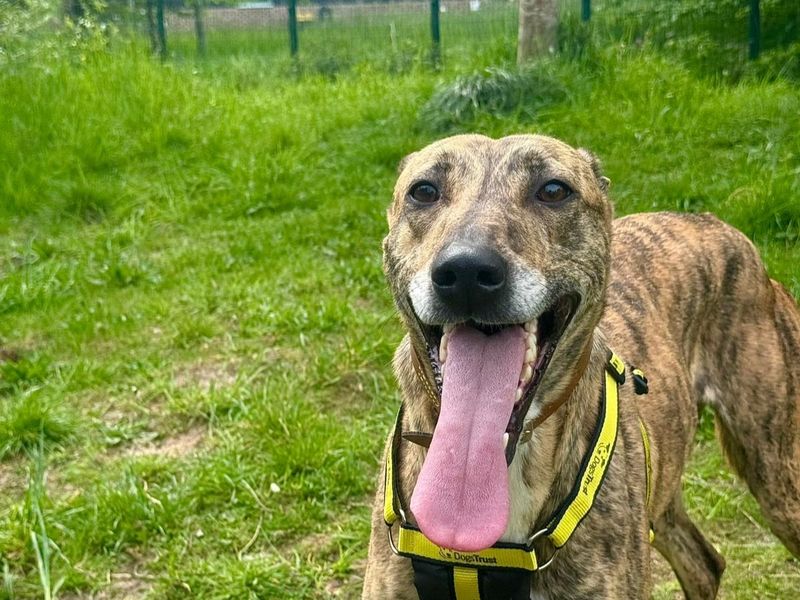 Queenie | Lurcher | Shrewsbury (Shropshire) - 1