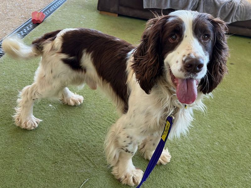 Springer Spaniel Dogs And Puppies For Adoption
