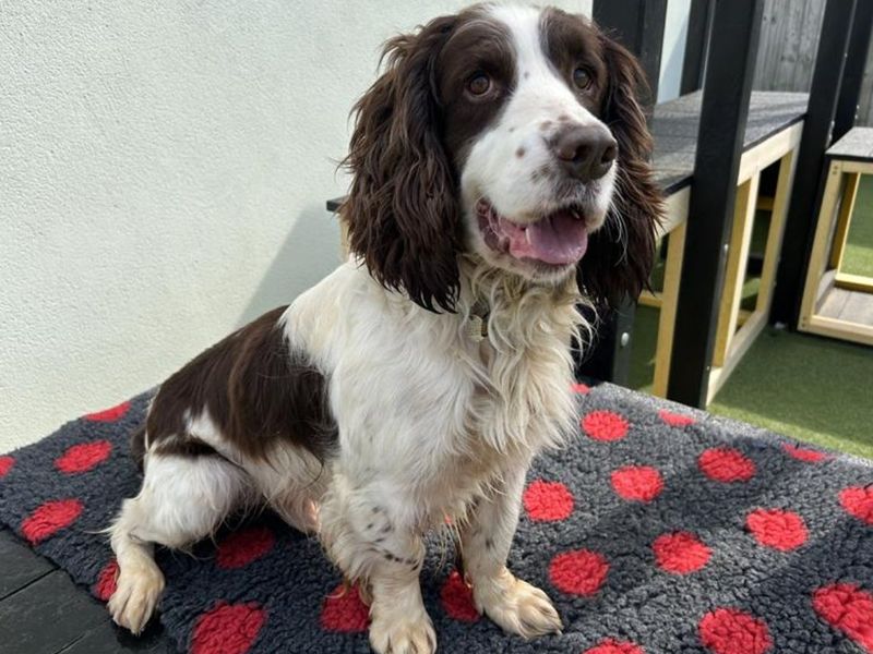 undefined | Spaniel (English Springer) | undefined - 4