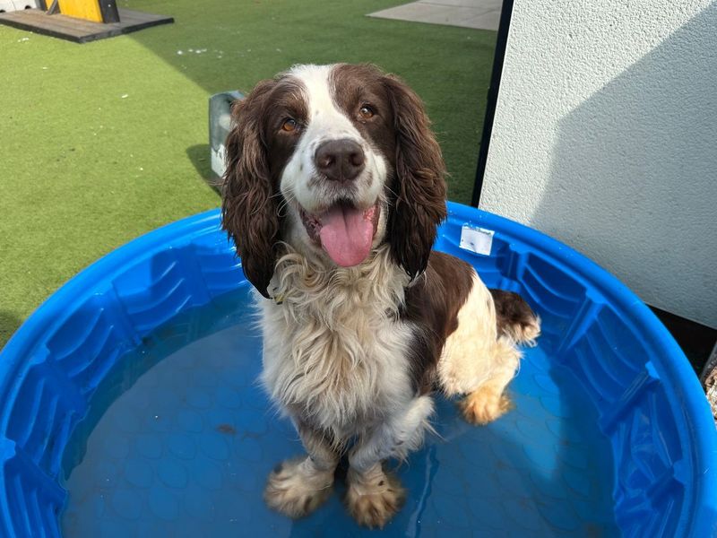 undefined | Spaniel (English Springer) | undefined - 6