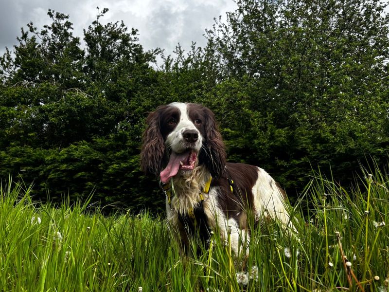 undefined | Spaniel (English Springer) | undefined - 7