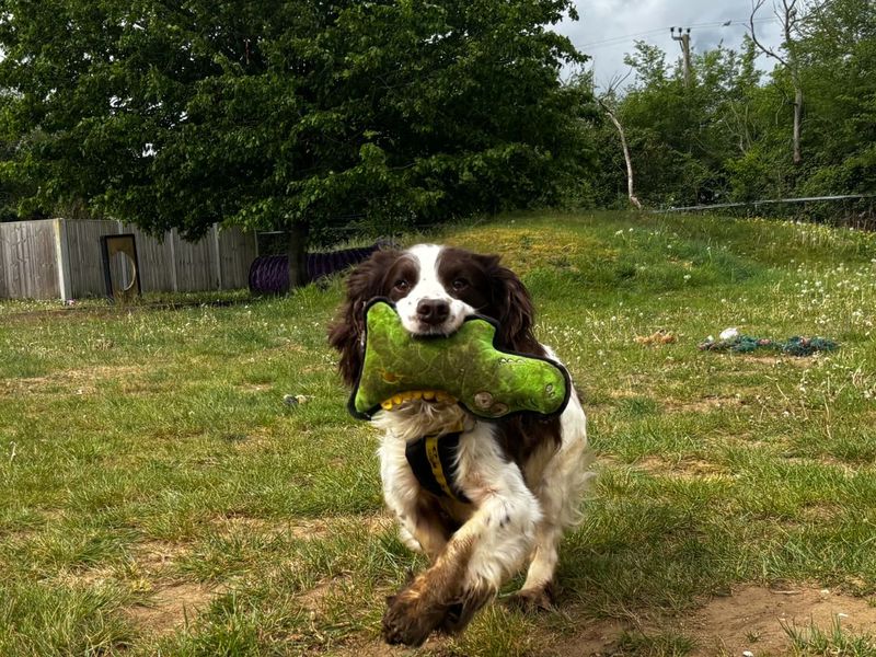 undefined | Spaniel (English Springer) | undefined - 3