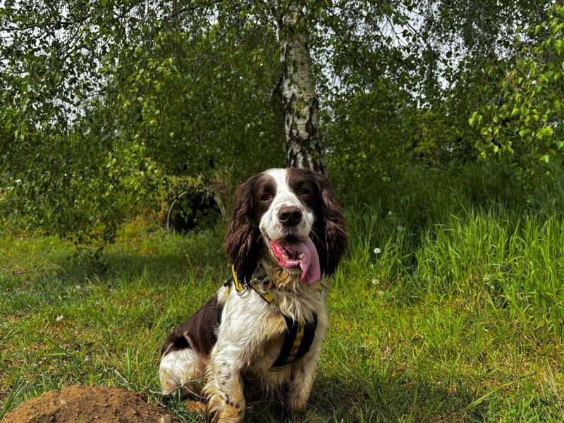 Quincey - Image 2 of 7