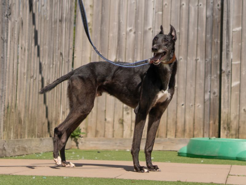 Quantum | Greyhound | Kenilworth (West Midlands) - 1