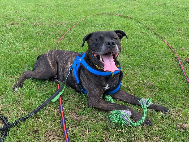 Snoop | Terrier (Staffordshire Bull) Cross | Merseyside (Liverpool) - 1