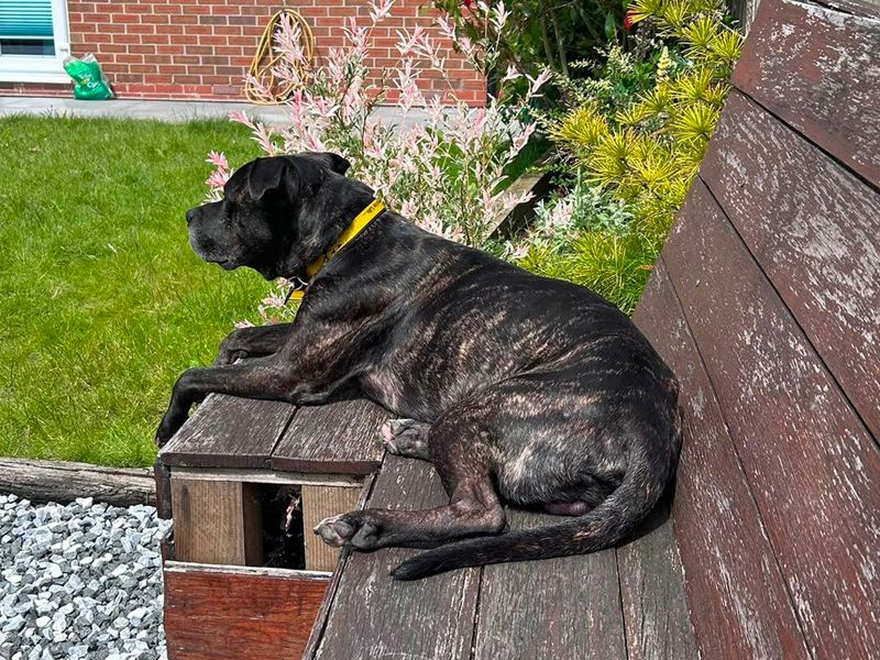 Snoop | Terrier (Staffordshire Bull) Cross | Merseyside (Liverpool) - 6