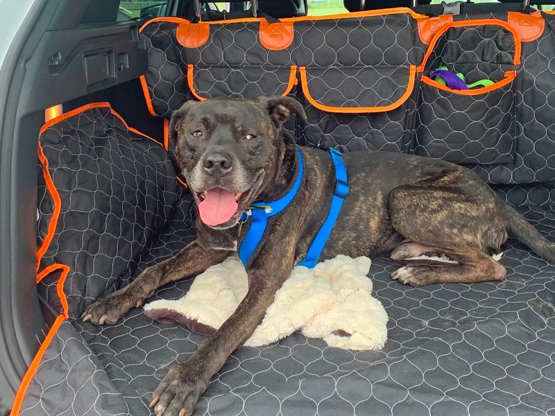Snoop | Terrier (Staffordshire Bull) Cross | Merseyside (Liverpool) - 2