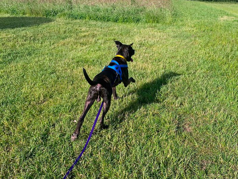 Snoop | Terrier (Staffordshire Bull) Cross | Merseyside (Liverpool) - 3