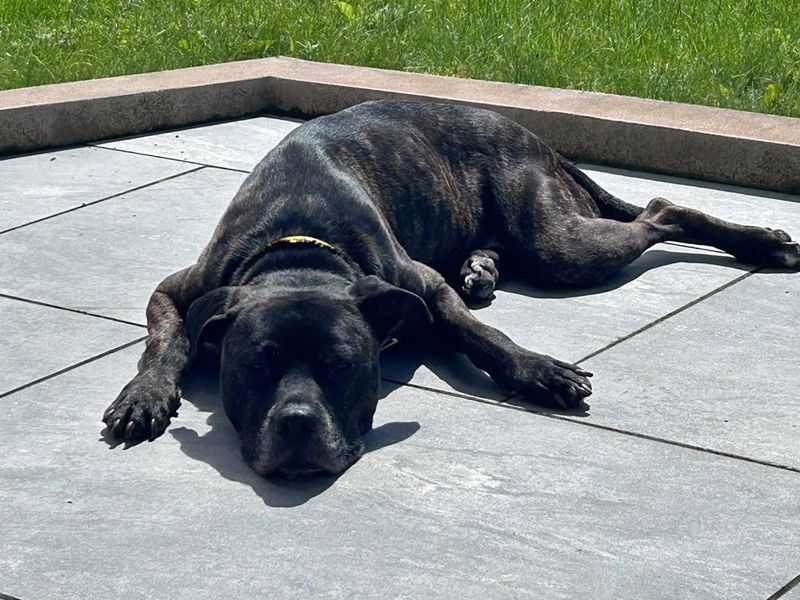 Snoop | Terrier (Staffordshire Bull) Cross | Merseyside (Liverpool) - 5