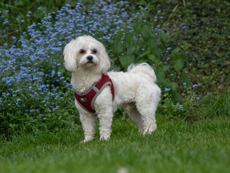 Shiloh | Maltese | Kenilworth (West Midlands) - 1