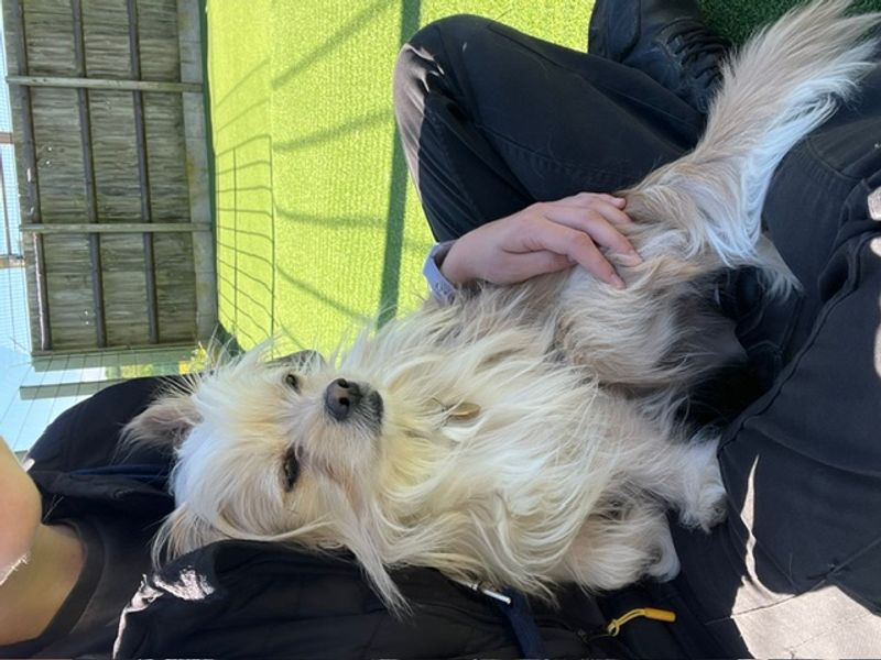 Frankie - Image 2 of 2