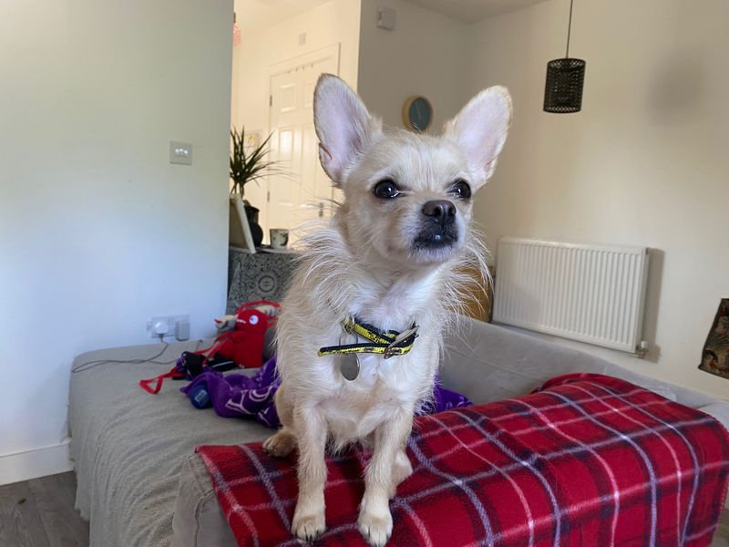 Pearl | Chihuahua (Long Coat) | Salisbury (Wiltshire) - 1