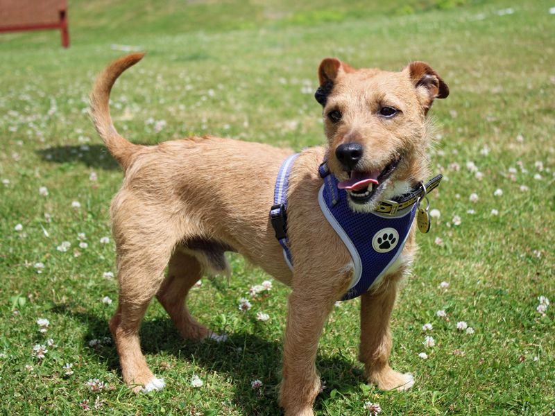 undefined | Terrier (Patterdale) | undefined - 1