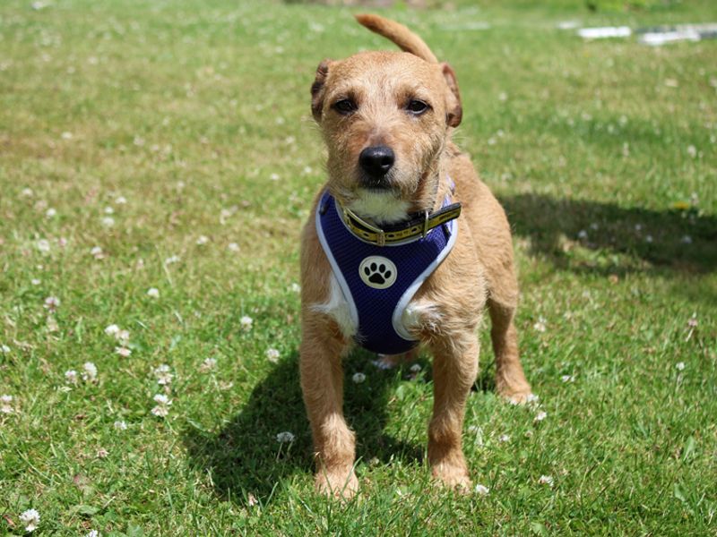 undefined | Terrier (Patterdale) | undefined - 3