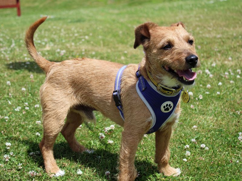 undefined | Terrier (Patterdale) | undefined - 4