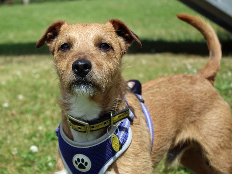 undefined | Terrier (Patterdale) | undefined - 2