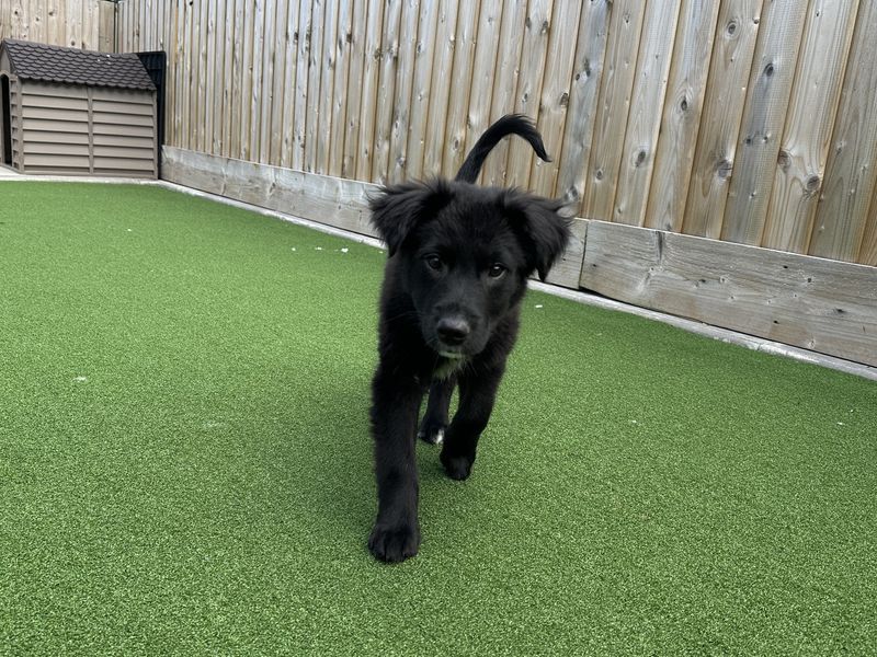 Springer Spaniel Dogs And Puppies For Adoption