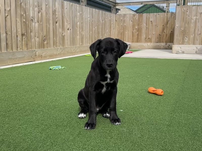 Nate | Retriever (Flat Coated) Cross | Ballymena (Northern Ireland) - 1