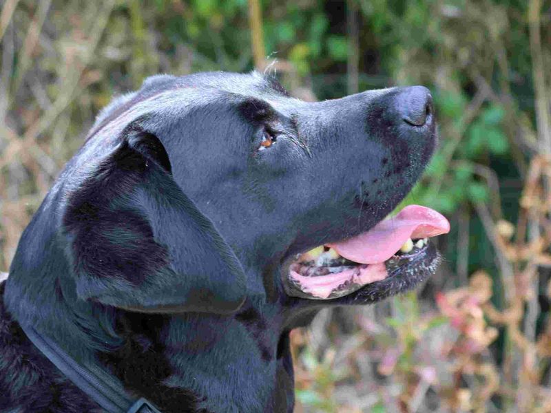 Teddy | Retriever (Labrador) | Loughborough - 2