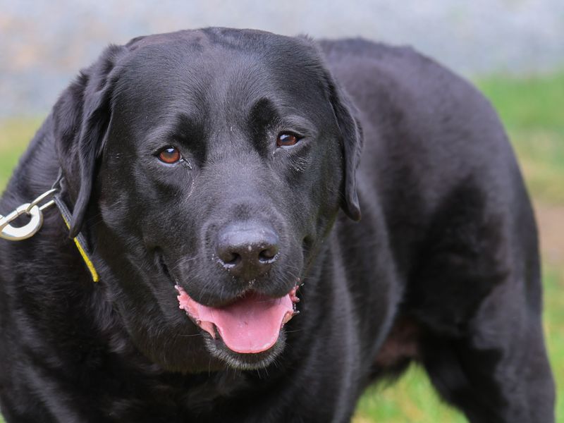 Teddy | Retriever (Labrador) | Loughborough - 1