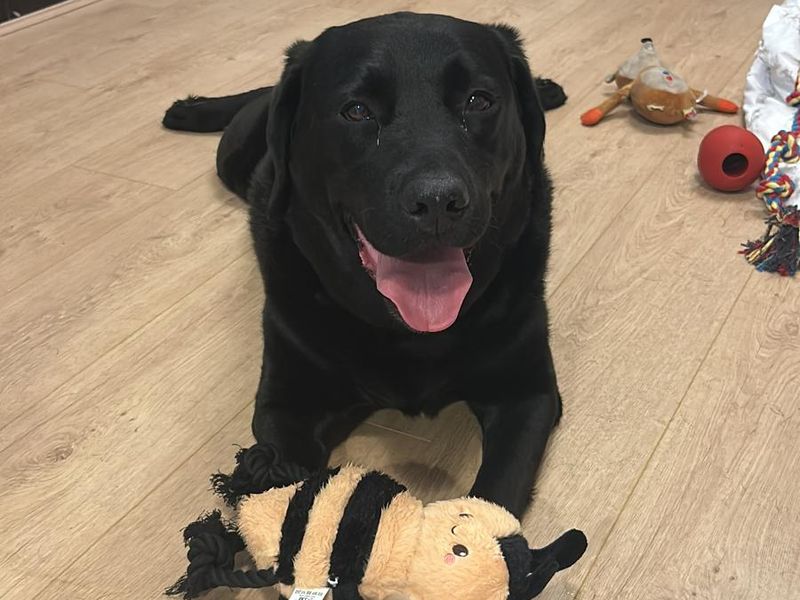 Teddy | Retriever (Labrador) | Loughborough - 3