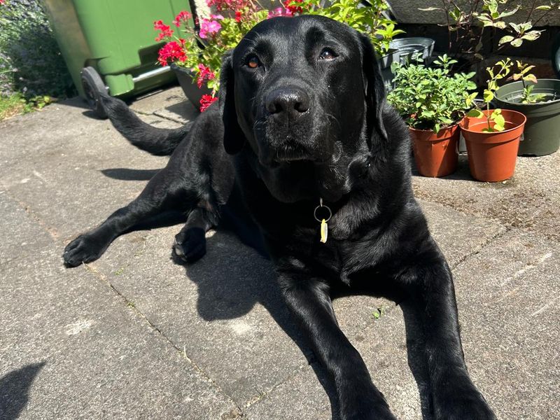 Teddy | Retriever (Labrador) | Loughborough - 4