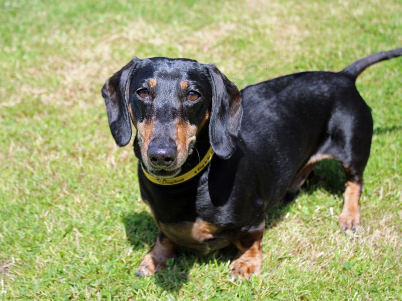Ralph - Image 3 of 3