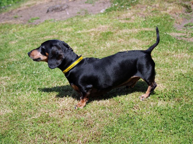 Ralph - Image 2 of 3