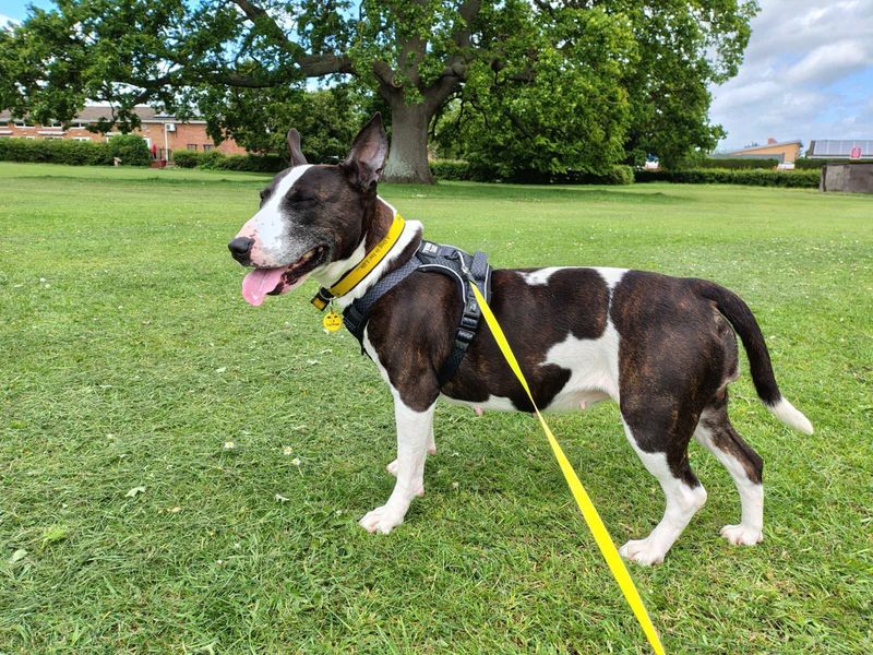undefined | Terrier (Bull) Cross | undefined - 6