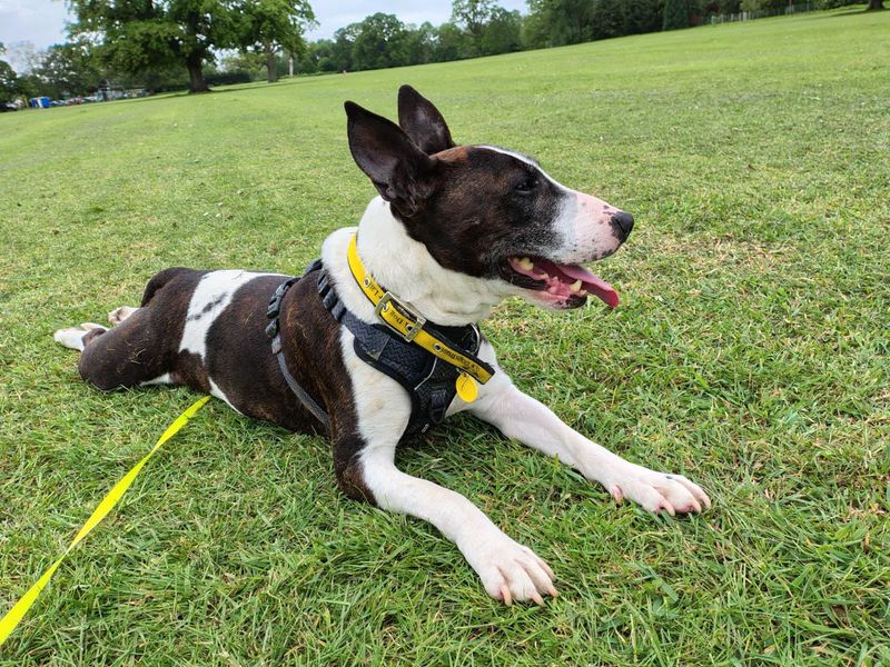 undefined | Terrier (Bull) Cross | undefined - 7
