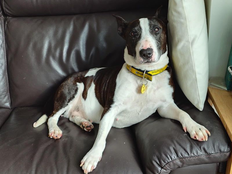 undefined | Terrier (Bull) Cross | undefined - 5