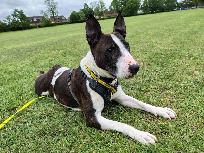 undefined | Terrier (Bull) Cross | undefined - 4