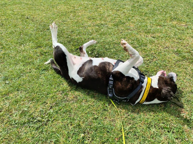 undefined | Terrier (Bull) Cross | undefined - 2