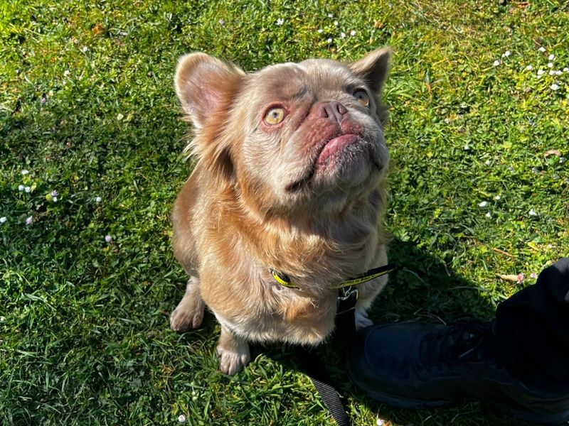 Orlando | French Bulldog | Canterbury - 2
