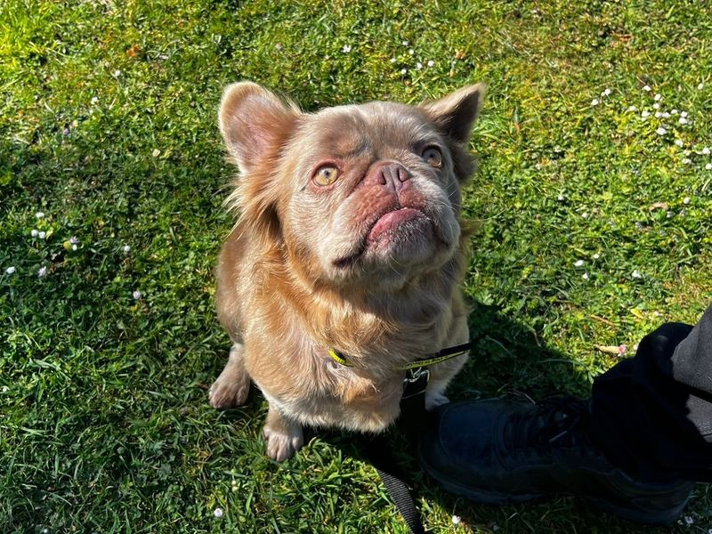 Orlando | French Bulldog | Canterbury - 3