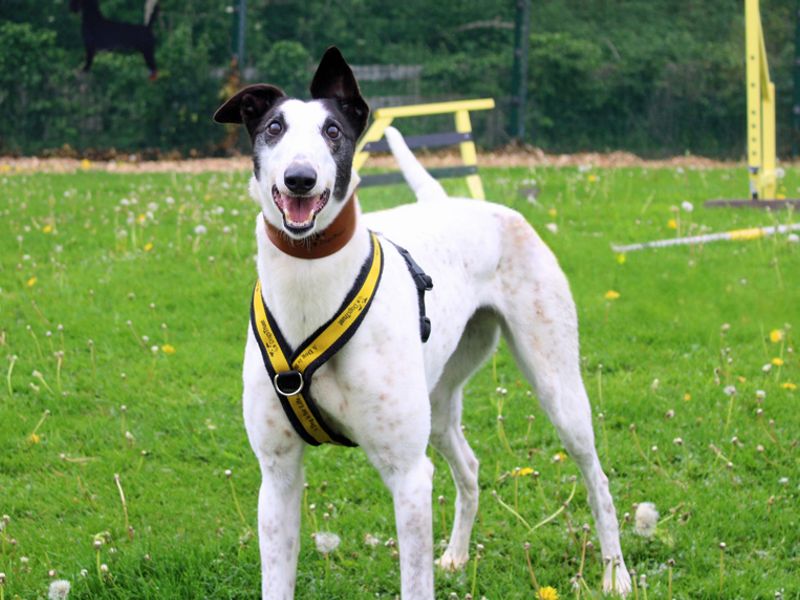 Ria | Greyhound | Merseyside (Liverpool) - 1