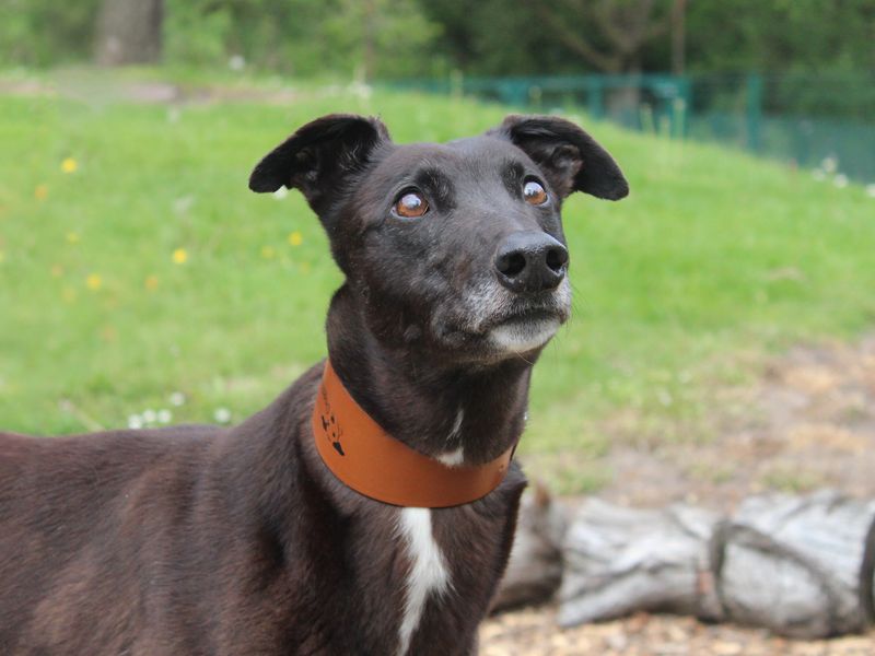 Sonny | Greyhound | Merseyside (Liverpool) - 1