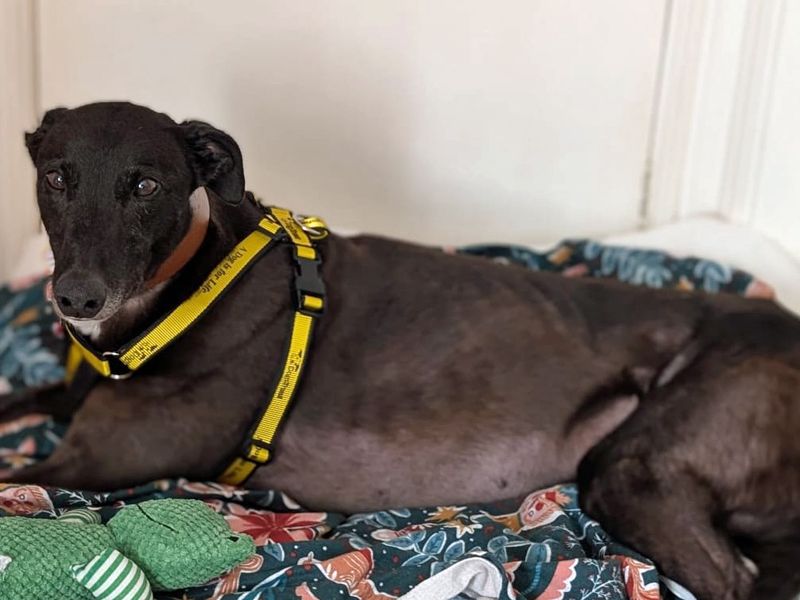 Sonny | Greyhound | Merseyside (Liverpool) - 2